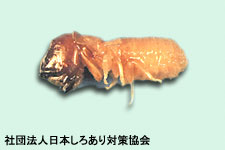 サンプル画像