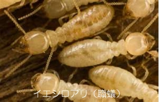 サンプル画像