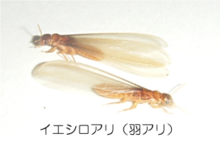 サンプル画像