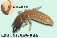 サンプル画像