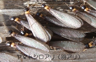 サンプル画像