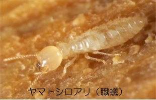 サンプル画像